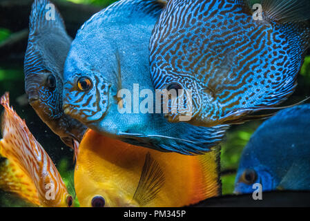 Bunte Diskus (Symphysodon aequifasciatus) Fische, ein Tropisches Süßwasser-Arten aus dem Amazonas Becken, am Georgia Aquarium in Atlanta. Stockfoto