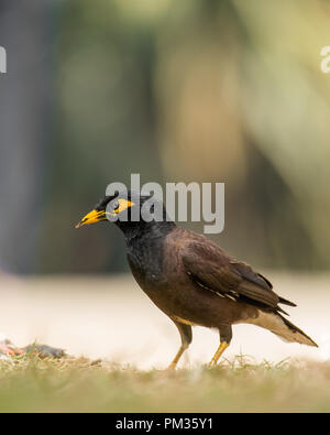 Ein allesfresser das Waldgebiet Vogel mit starken territorialen Instinkt, der Myna hat extrem gut in städtischen Umgebungen angepasst. Stockfoto