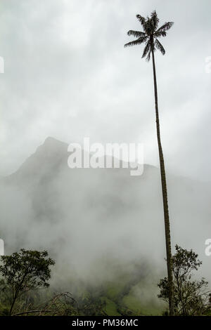 Ein großer Wachs Palme vor einem Anden Misty Mountain in Cocora Tal, Kolumbien Stockfoto