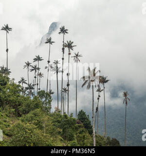 Hohe wachs Palmen vor der Andenländer Misty Mountain in Cocora Tal, Kolumbien Stockfoto