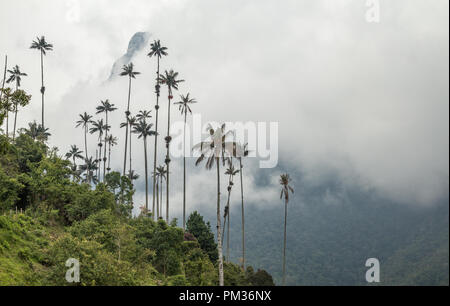 Hohe wachs Palmen vor der Andenländer Misty Mountain in Cocora Tal, Kolumbien Stockfoto