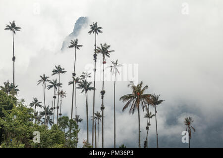 Hohe wachs Palmen vor der Andenländer Misty Mountain in Cocora Tal, Kolumbien Stockfoto