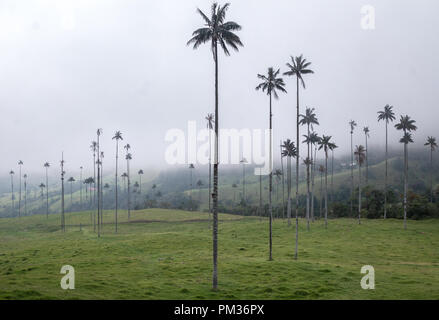 Hohe wachs Palmen im bewölkt Cocora Tal, Kolumbien Stockfoto