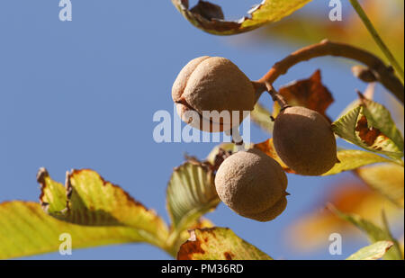 Ein Zweig der conkers auf einer Rosskastanie Baum in Großbritannien. Stockfoto
