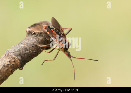 Eine hübsche Western Nadelbaum Same Bug (Leptoglossus occidentalis) Coreidae Anzeige auf einen Zweig. Stockfoto