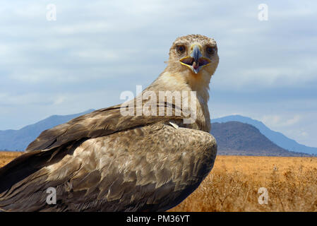 Tawny Adler (Aquila Rapax) sitzt auf einem Ast Baum, Afrika, Kenia Stockfoto