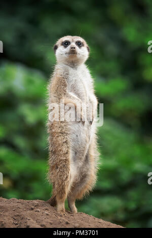 Süße Erdmännchen stehend auf der Suche nach Etwas Stockfoto