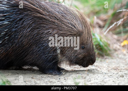 Close up junge Igel in der Natur Stockfoto