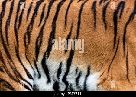 Reale tiger Haut Fell Textur für Hintergrund Stockfoto