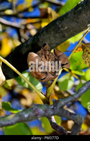 Eine ready-to-Herbst Nussbaum in offenen, braune Schale auf einem Zweig in Nahaufnahme mit grünen, gelben, blauen und braunen unscharfen Hintergrund Stockfoto