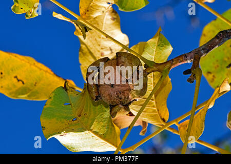 Eine ready-to-Herbst Nussbaum in offene Schale, der von gelbe Blätter an der Spitze der eine Zweig, gesehen von unten in enger umgeben - Anzeige gegen den blauen Himmel Stockfoto