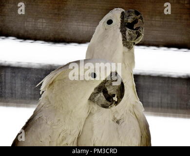 Kakadu weiß Papageien Stockfoto