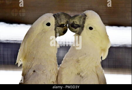 Kakadu weiß Papageien Stockfoto