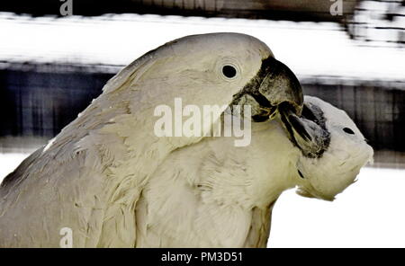 Kakadu weiß Papageien Stockfoto