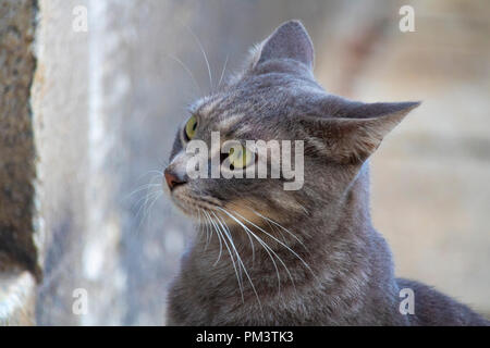 Super niedlich isoliert graue Katze Portrait auf der Straße Stockfoto