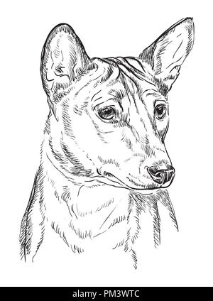 Basenji Vektor hand Zeichnung Illustration in schwarzer Farbe auf weißem Hintergrund Stock Vektor