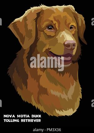 Farbige Portrait von Nova Scotia Duck Tolling Retriever isoliert Vector Illustration auf schwarzem Hintergrund Stock Vektor