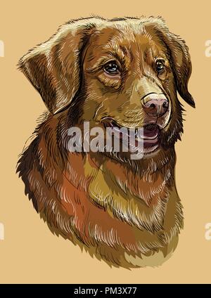 Nova Scotia Duck Tolling Retriever Vektor hand Zeichnung Illustration in verschiedenen Farben auf beigen Hintergrund Stock Vektor