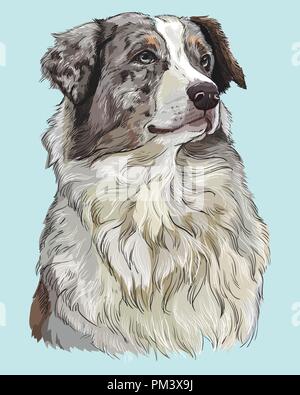 Australian Shepherd Vektor hand Zeichnung Illustration in verschiedenen Farben auf Türkisfarbenem Hintergrund Stock Vektor