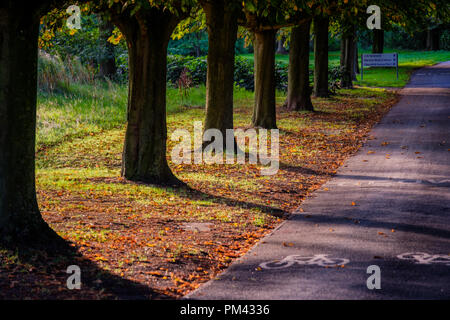 Die herbstlichen Bäume an der Universität Warwick, Coventry Stockfoto