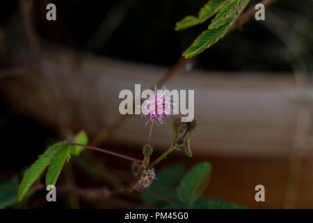 Mimose Blume (Touch Me nicht Pflanzen Blume) Stockfoto