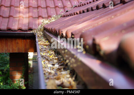 Rinne durch die Blätter verstopft. Frühling und Herbst Reinigung der Dachrinne. Stockfoto