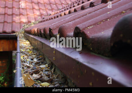 Rinne durch die Blätter verstopft. Frühling und Herbst Reinigung der Dachrinne. Stockfoto