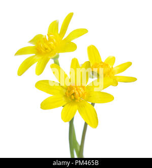 Drei frühen Frühling Blumen auf weißem Hintergrund. Kingcup Stockfoto