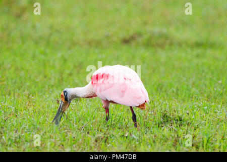 Rosalöffler (Platalea ajaja) Grünfutter. Nationalpark Palo Verde. Der Provinz Guanacaste. Costa Rica. Stockfoto