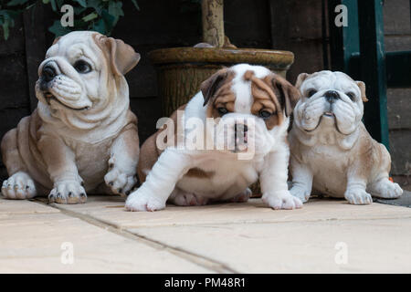 Britische Bulldogge Welpen sitzen zwischen zwei Hund Statuen Stockfoto