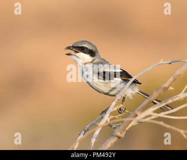 Profil Portrait eines südlichen Grey Shrike bei Sonnenuntergang thront auf einem Zweig in Busch mit Schnabel öffnen Mit einfachen Hintergrund Stockfoto