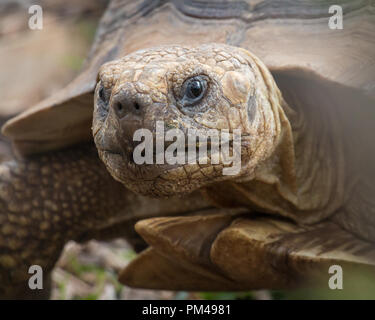 Portrait von Schildkröte mit Fokus auf it's Kopf Stockfoto