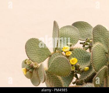 Gelbe Kaktusblüte Opuntia ficus mit einfachen Creme Farbe Hintergrund Stockfoto