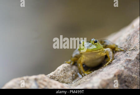 Ein grüner Frosch sitzt auf einem Felsen an einem Teich in New Hampshire, USA, in der Dämmerung. Stockfoto