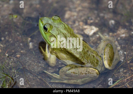 Ein grüner Frosch sitzt in einem Teich im September in New Hampshire, USA. Stockfoto