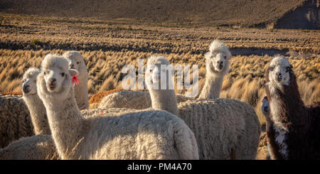 Herde von neugierigen Alpakas in Bolivien Stockfoto