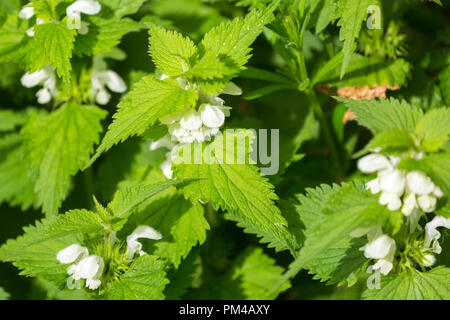 Nahaufnahme von Lamium Album White Brennnesseln Blumen Stockfoto