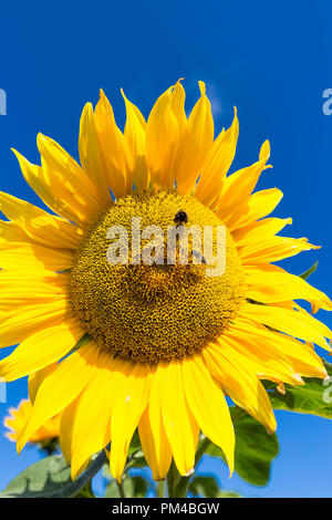 Sonnenblume mit Bienen Helianthus annuus. Kleingärten außerhalb Schloss in Beaumaris, Anglesey Wales UK Stockfoto