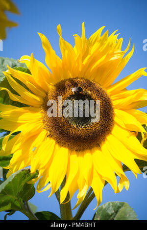 Sonnenblume mit Bienen Helianthus annuus. Kleingärten außerhalb Schloss in Beaumaris, Anglesey Wales UK Stockfoto