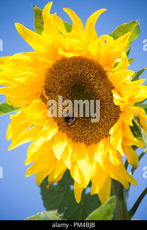 Sonnenblume mit Bienen Helianthus annuus. Kleingärten außerhalb Schloss in Beaumaris, Anglesey Wales UK Stockfoto