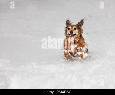 Carrigaline, Cork, Irland. 02. März 2018. Jessie laufen und sich amüsiert im Schnee am Community Park in Carrigaline Cork. Stockfoto