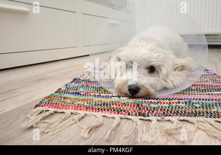 Traurig Malteser Hund mit Kunststoff elisabethanischen (Buster) Stellring Stockfoto