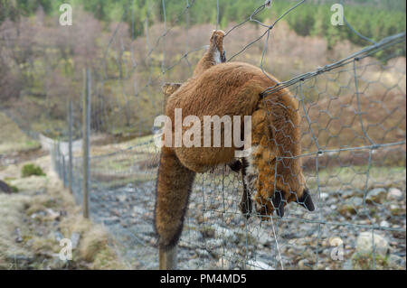 Fox purposly hing an Rotwild Zaun. Feste zu Zaun durch Bein auf dem Jagdschloss auf Deeside Aberdeenshire Scotland Stockfoto