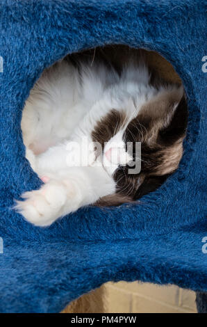 Eine schlafende Ragdoll Katze in einem gemütlichen Hide-away in Großbritannien Stockfoto