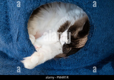 Eine schlafende Ragdoll Katze in einem gemütlichen Hide-away in Großbritannien Stockfoto