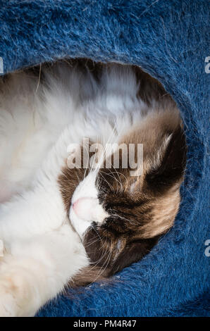 Eine schlafende Ragdoll Katze in einem gemütlichen Hide-away in Großbritannien Stockfoto