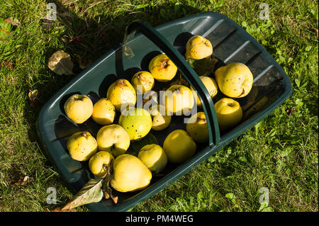 Eine grüne trug mit frisch gepflückte Quitten Obst home gefüllt - in einem Englischen Garten in Großbritannien angebaut (Cydonia oblonga Meech 'Prolific) Stockfoto