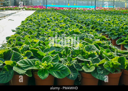 Die gloxinia blühen bunte Zimmerpflanzen kultiviert als dekorative oder ornamentalen Blumen, wachsen im Gewächshaus Stockfoto