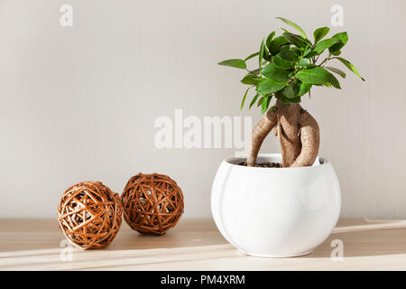 Zimmerpflanze ficus microcarpa Ginseng in Weiß Blumentopf Stockfoto