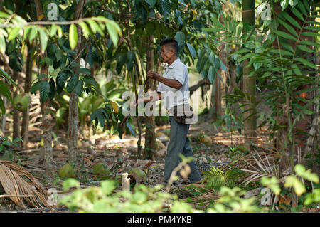 Thailand - Ko Samui - Harverst der Kokosnuss (Cocos nucifera) Thaïlande - Koh Samui - Récolte de Noix de Coco Stockfoto